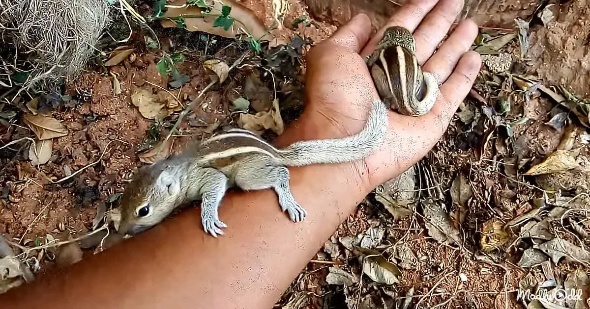 A hand holds a small striped squirrel, with another squirrel nearby on the ground.