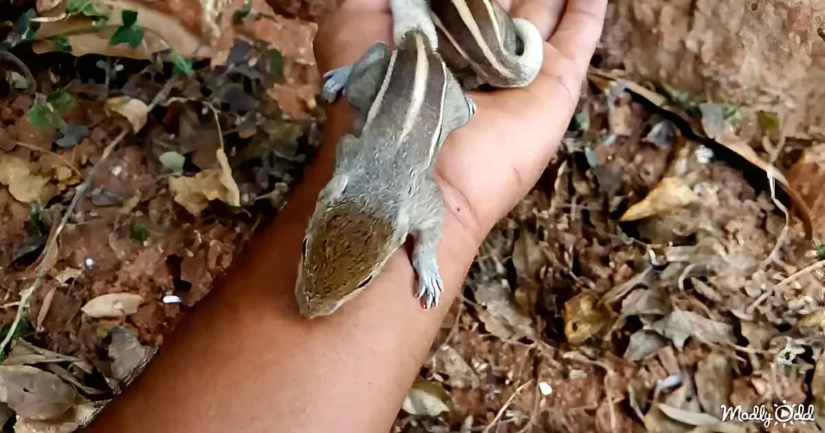 A person holds a small striped squirrel on their arm, surrounded by dry leaves and dirt.