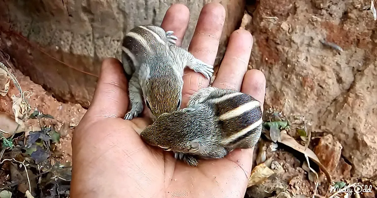 Two baby squirrels with striped backs rest in a person's cupped hands against a rocky background.