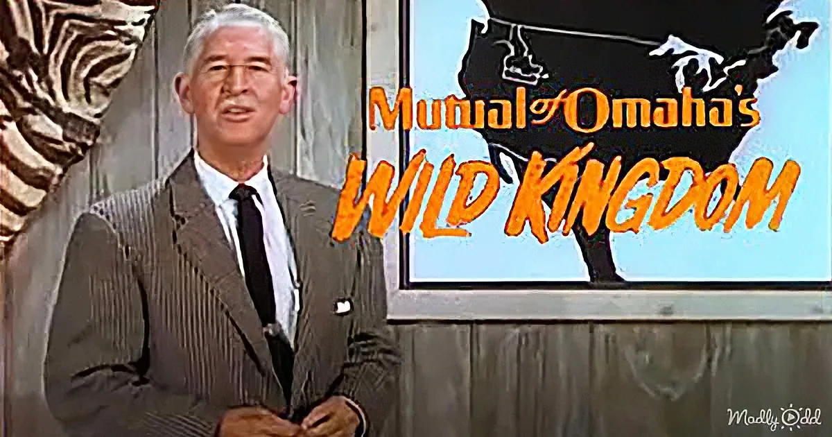 60s Kids Will Remember 'Mutual of Omaha's Wild Kingdom' With Marlin Perkins