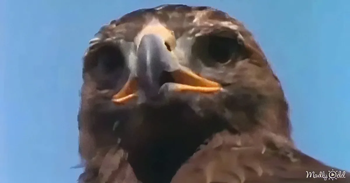 Mutual Of Omaha's Wild Kingdom