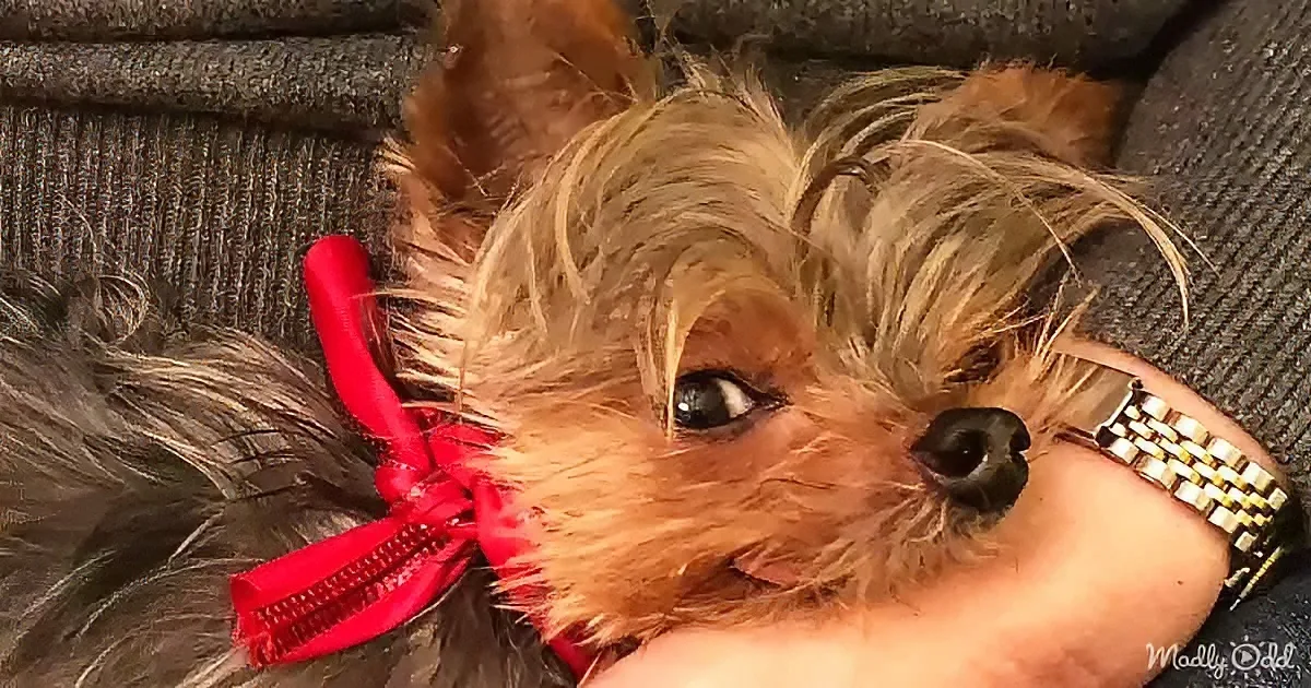 A fluffy brown dog with a red bow sits on someone's lap, looking slightly to the side.
