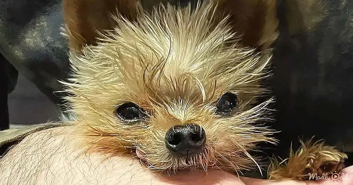 Woman's Rescue Dog Quacks Instead of Barks
