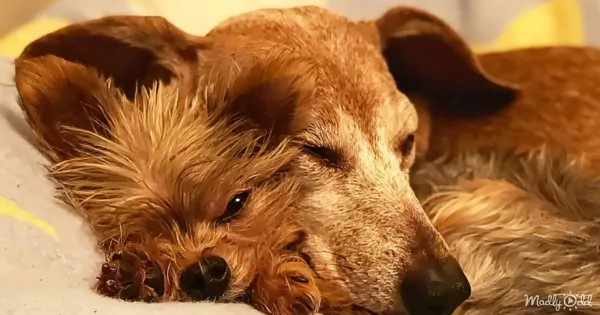 A small, fluffy dog with brown fur is lying down, appearing relaxed with its eyes closed.