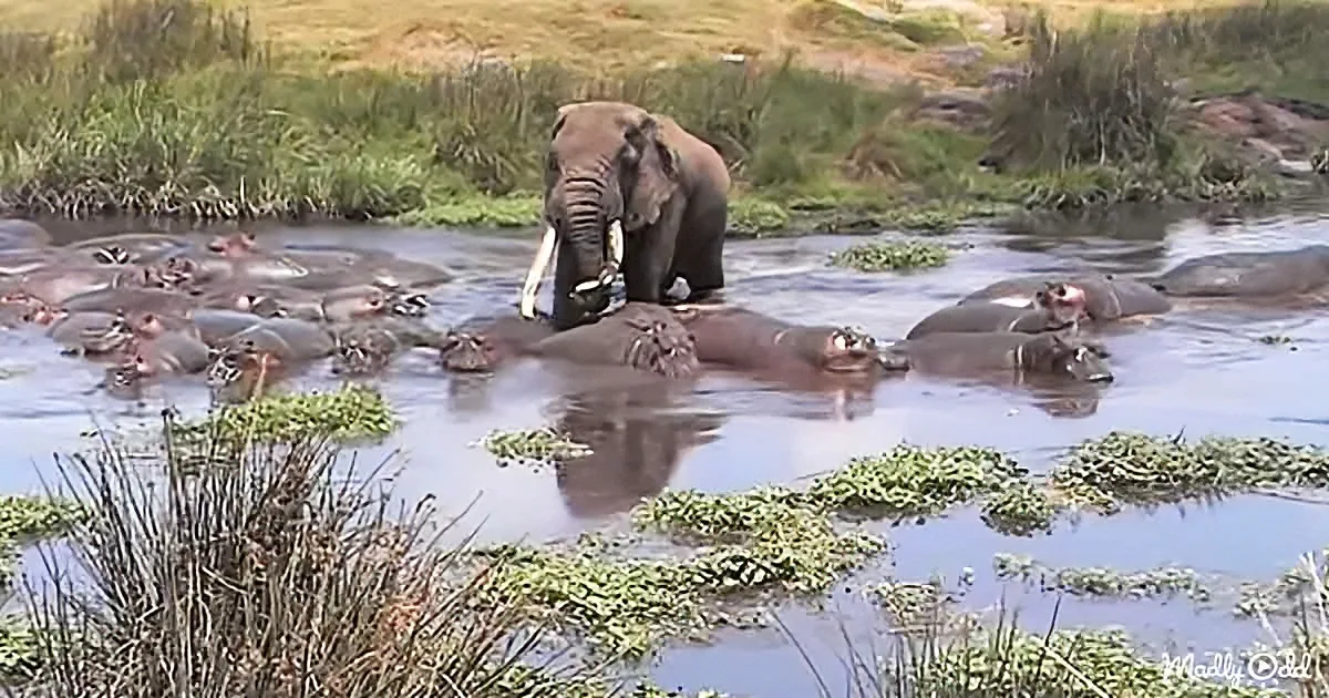 Giant Elephant Encounters Herd of 20 Hippos