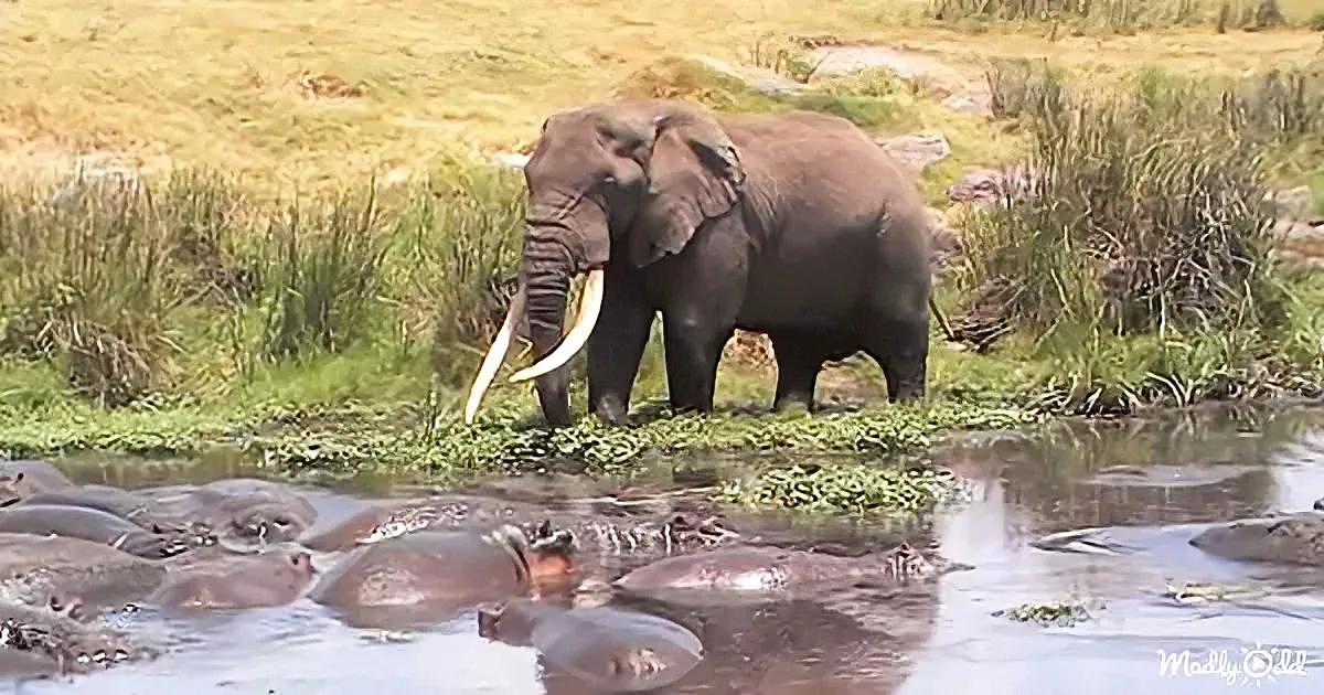 Giant elephant and hippos
