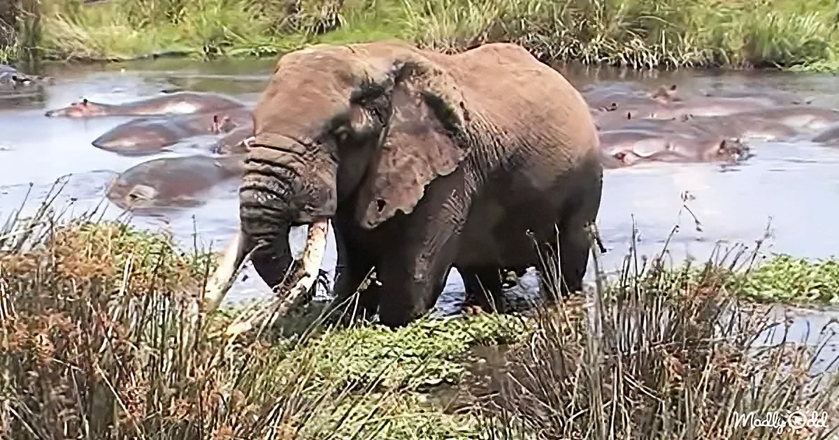 Giant elephant and hippos