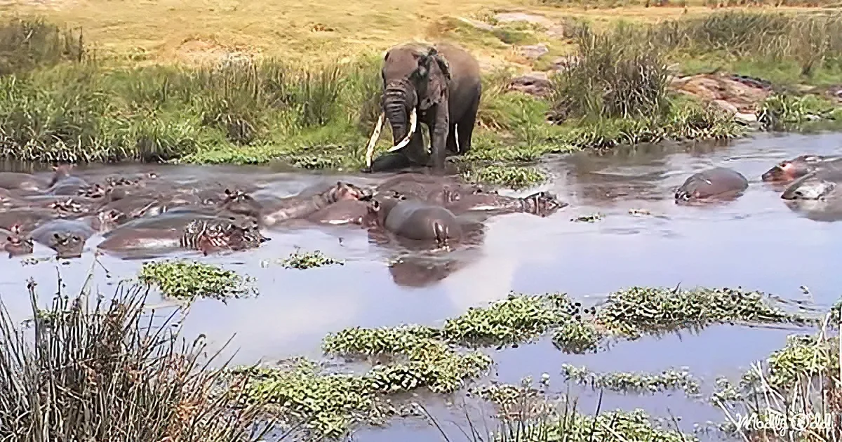 Giant elephant and hippos