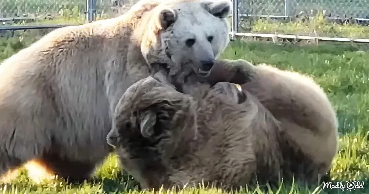 A polar bear and her cubs are huddled together on a grassy area, appearing to rest or cuddle.