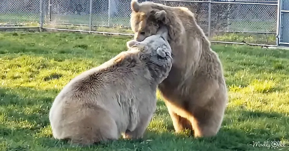 Two brown bears are playfully interacting on a grassy field, one biting the other's head.