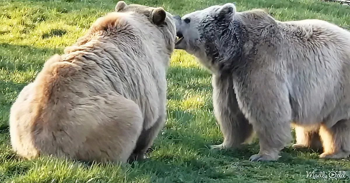 Two large, fluffy bears are interacting on grass, one standing and the other sitting, appearing to nuzzle or sniff each...