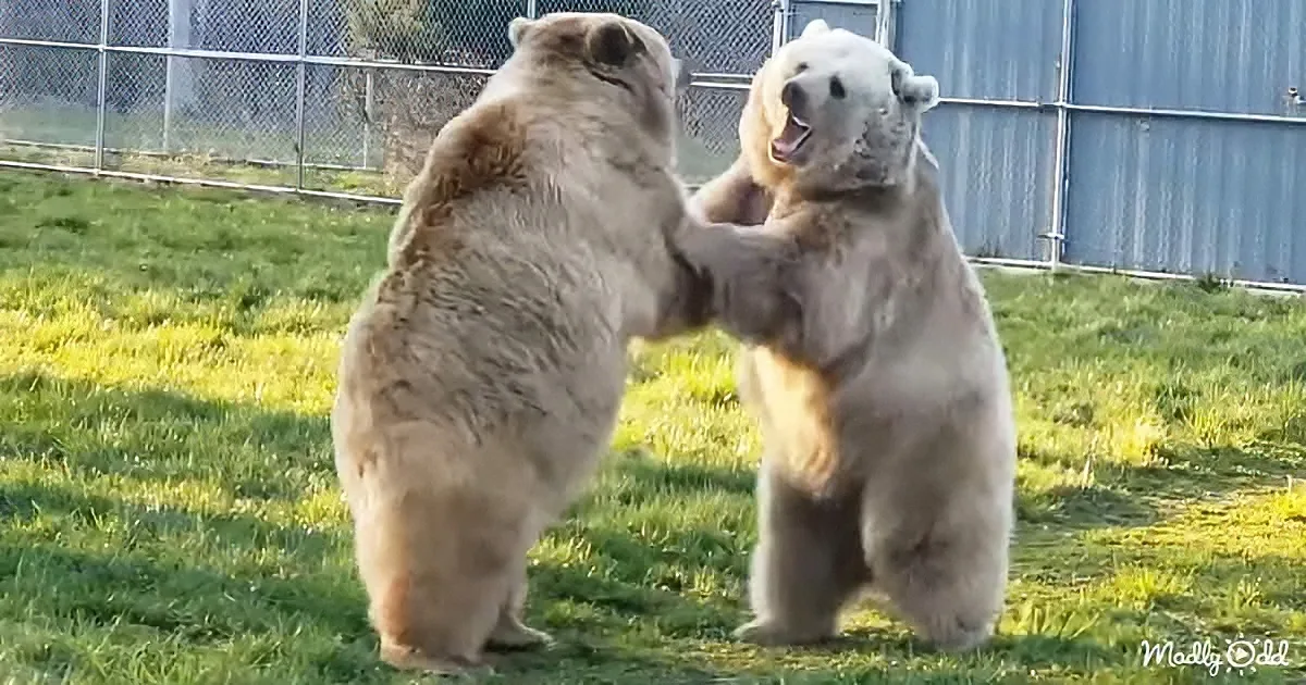 Two polar bears are playfully interacting on a grassy field, one appearing to grab the other's arm.