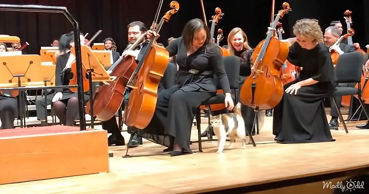 A cat walks on stage among musicians playing cellos in a concert setting.