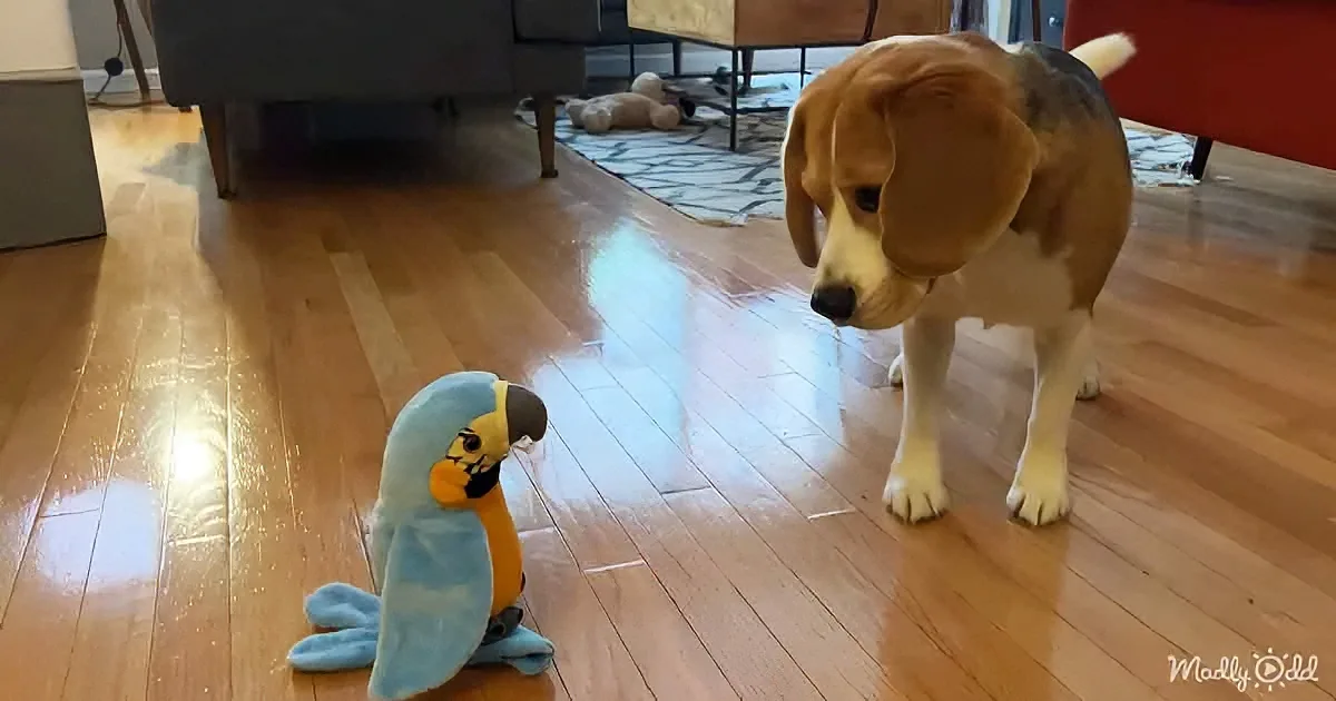 A beagle dog stands on a hardwood floor, facing a blue stuffed parrot toy.