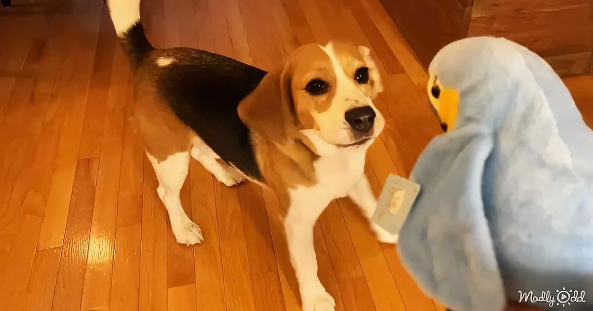 The Cutest Beagle Ever Doesn't Like His New Talking Toy Parrot