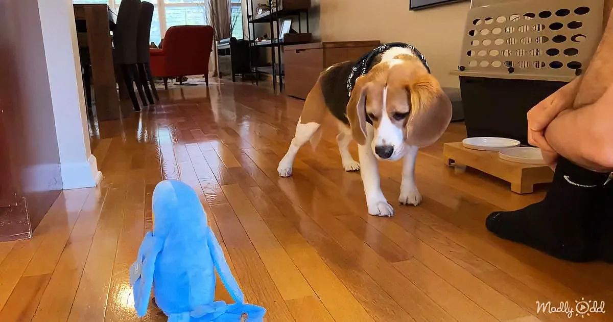A beagle sniffs a blue stuffed toy on a wooden floor in a home setting.