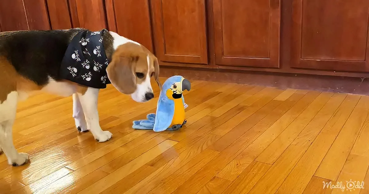 A beagle wearing a bandana stands on a wooden floor, observing a plush parrot toy.