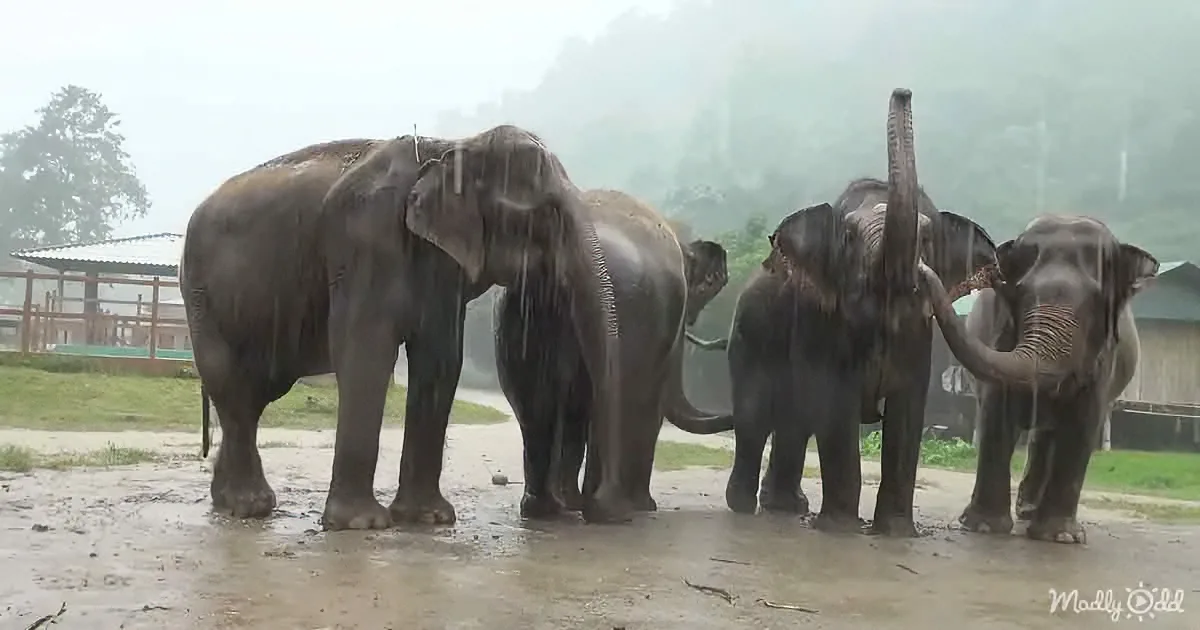 Elephants Come out to Sing in the Rain
