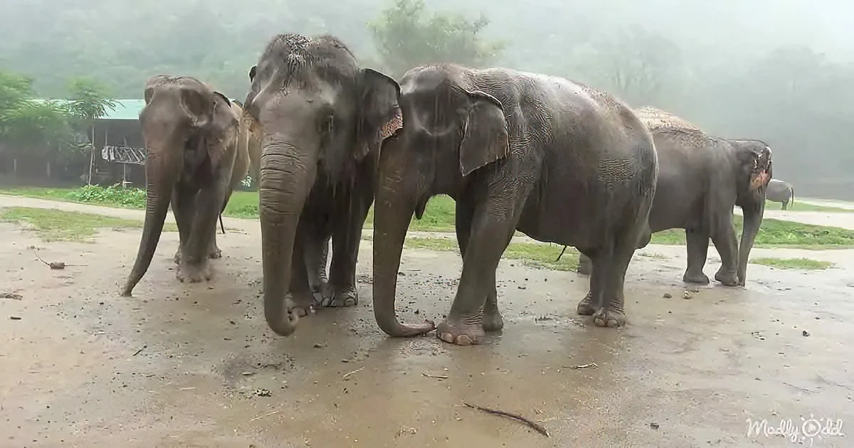 Four elephants stand together on a wet ground, with a misty background and a structure visible in the distance.