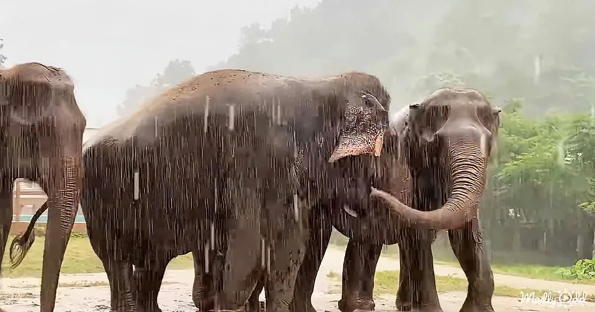 Three elephants stand in the rain, their bodies wet and mud-covered, with trees and a building in the background.