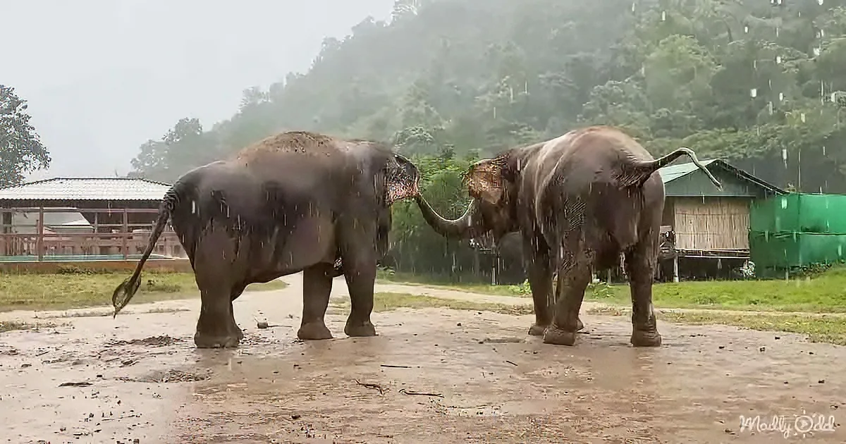 Two elephants, one with raised trunk, stand in rain, interacting on muddy ground near buildings and trees.