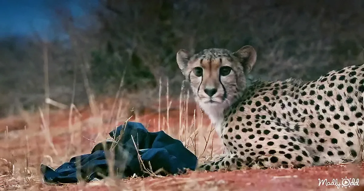 A cheetah rests on red dirt near a dark object, surrounded by dry grass and trees.