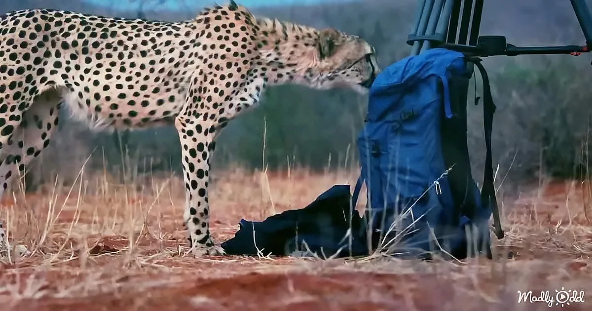 A cheetah sniffs a blue backpack on the ground near a vehicle in a dry, grassy area.