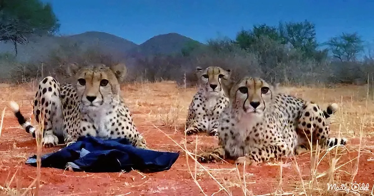 Three cheetahs rest on the ground, one with a blue cloth, in a dry, grassy savanna with mountains in the background.