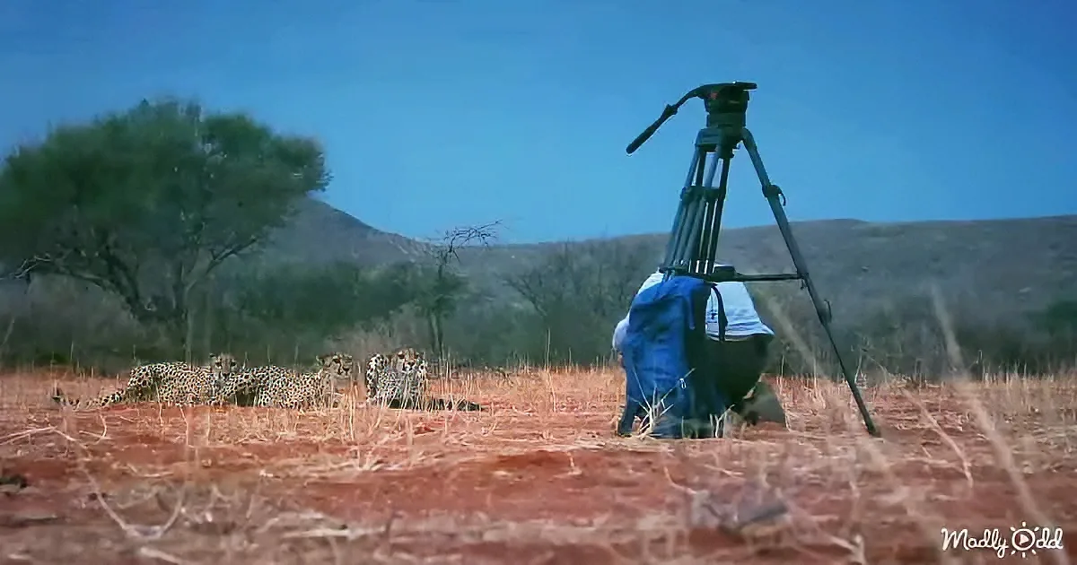 A tripod stands in a dry savanna, capturing a group of cheetahs resting under a clear blue sky.