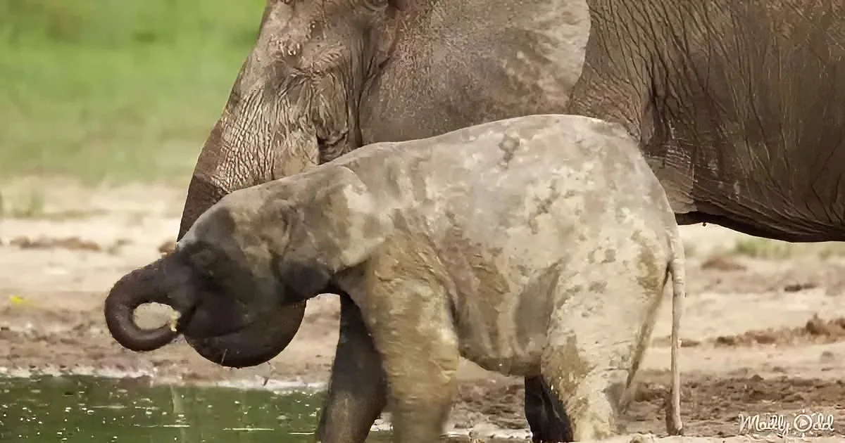 A baby elephant with its mother, both covered in mud, stands near a water body.