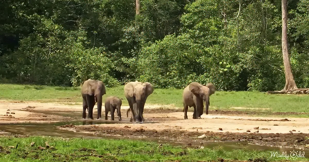Elephants walk along a dirt path near a stream in a lush green forest.