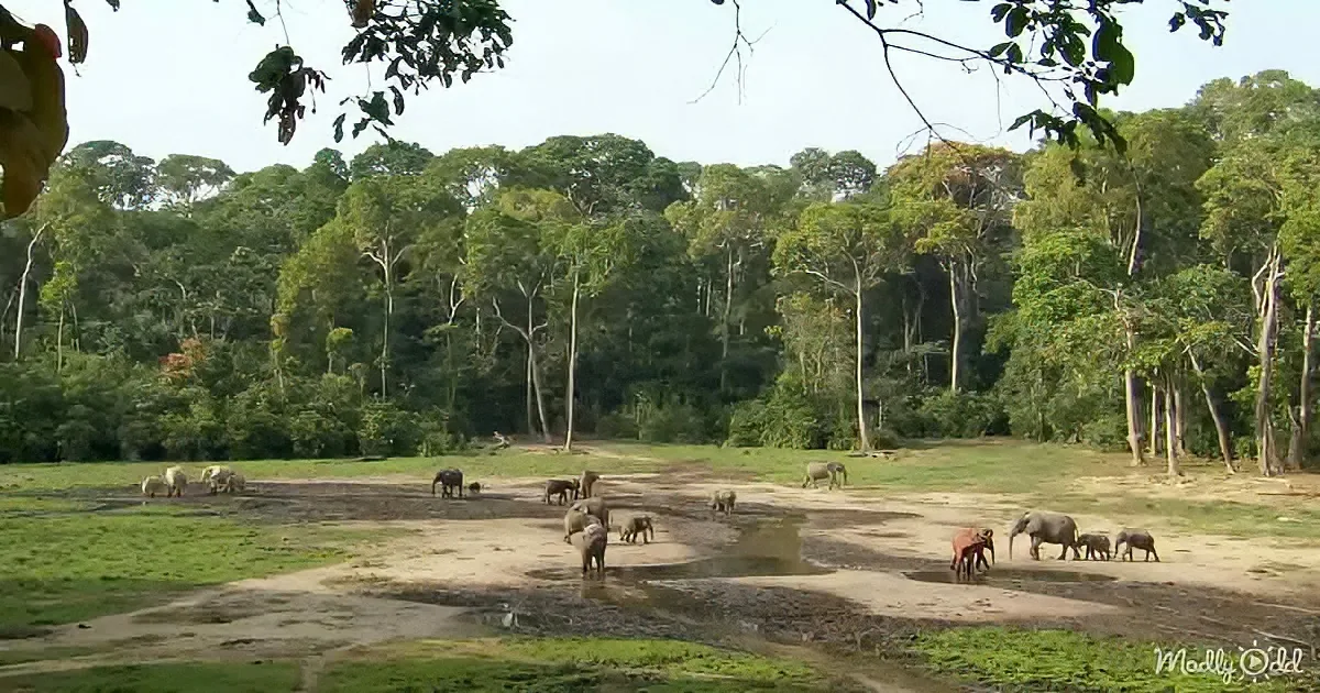 A herd of elephants gathers around a watering hole in a lush, green forest.