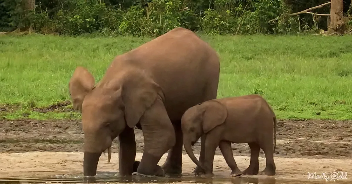 Thousands of Elephants Visit Special Pools Deep in African Rainforests
