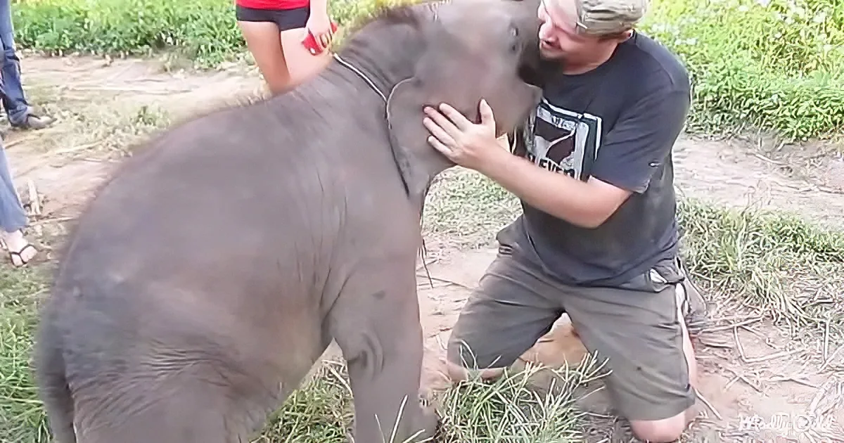A man is hugging a baby elephant in a grassy area, surrounded by people.