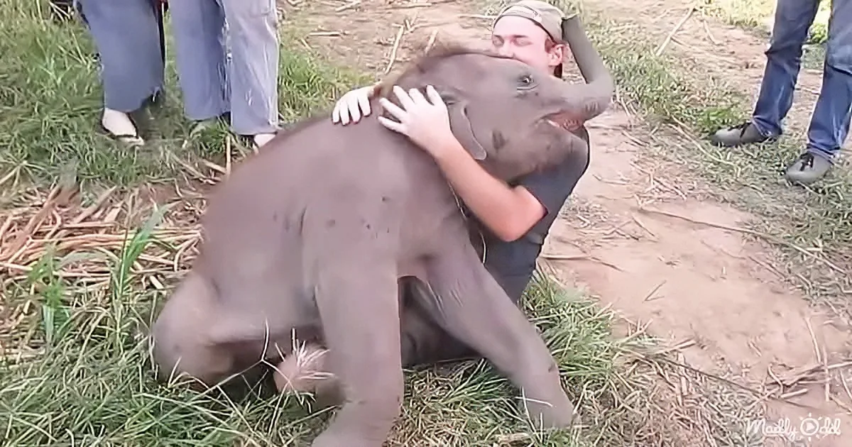 Baby Elephant Loves to Cuddle With Tourists