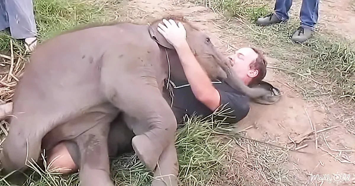 A man lies on the ground, embracing a baby elephant in a tender moment.