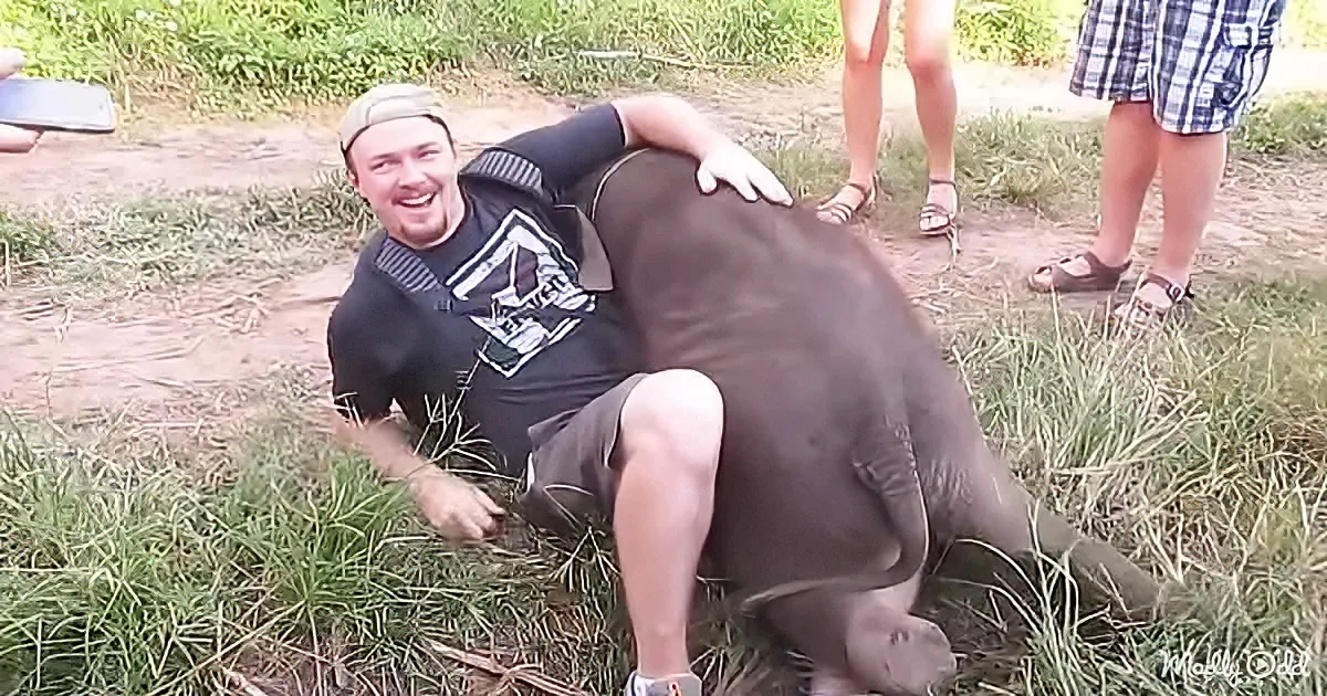 A man is playfully interacting with a baby elephant in a grassy area, surrounded by onlookers.