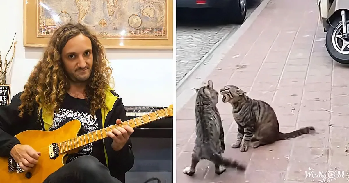 A man with long curly hair plays an electric guitar, while two cats face each other on a sidewalk.