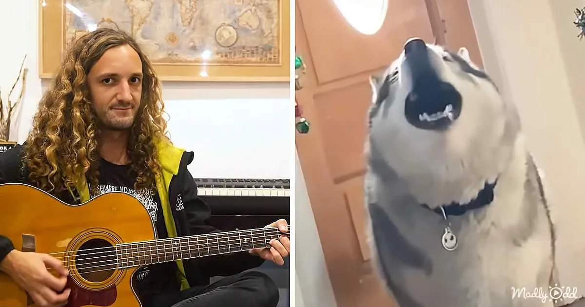 Musical Animals Cover the Good, the Bad & the Ugly Main Theme