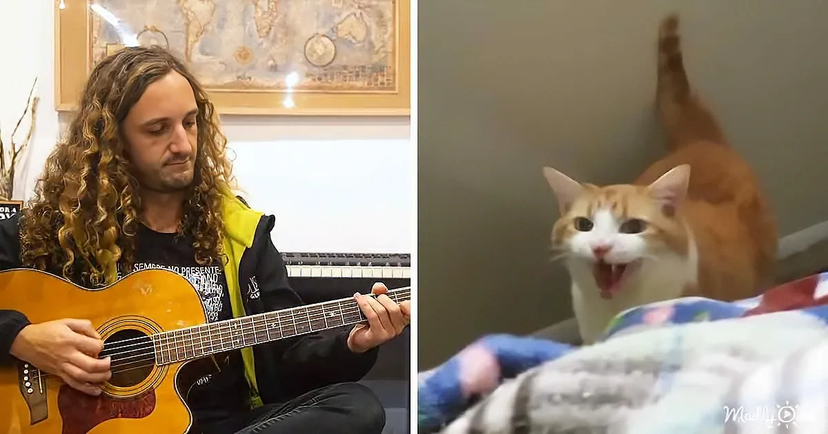 A man with long curly hair plays an acoustic guitar while a cat yawns in the background.