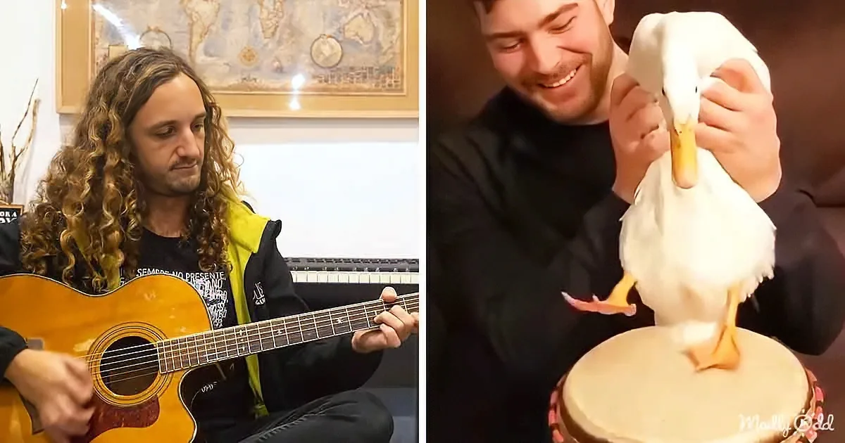 A man plays guitar while another holds a white duck perched on a drum.