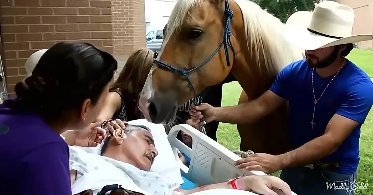 A horse leans over a man in a hospital bed, surrounded by people, in a grassy area.