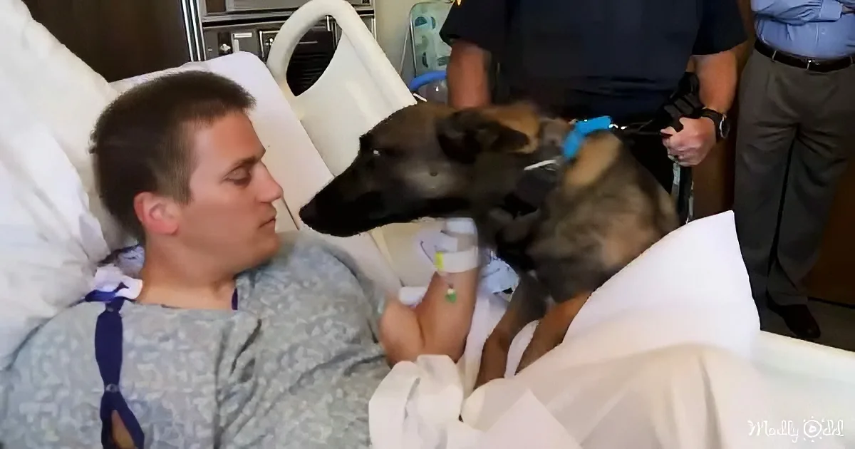 A man in a hospital bed interacts with a German Shepherd dog, both appearing calm and connected.