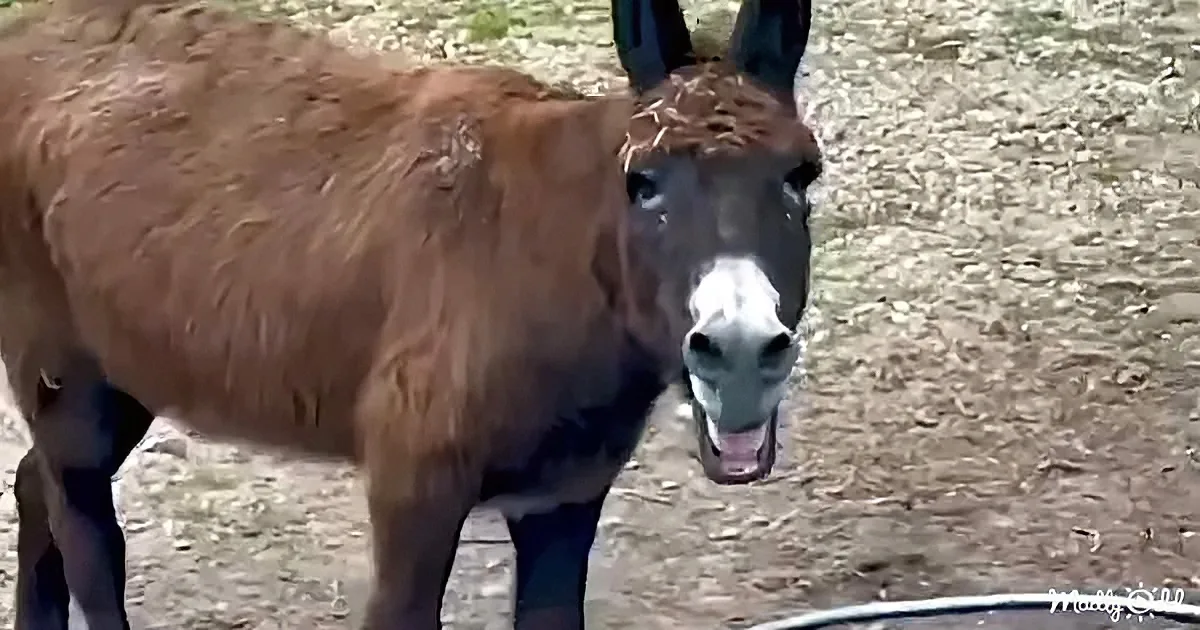 A brown horse with a white blaze on its face stands on a dirt ground.