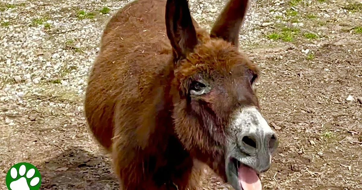 Singing Donkey Loves to Serenade His Mom With His Beautiful Voice