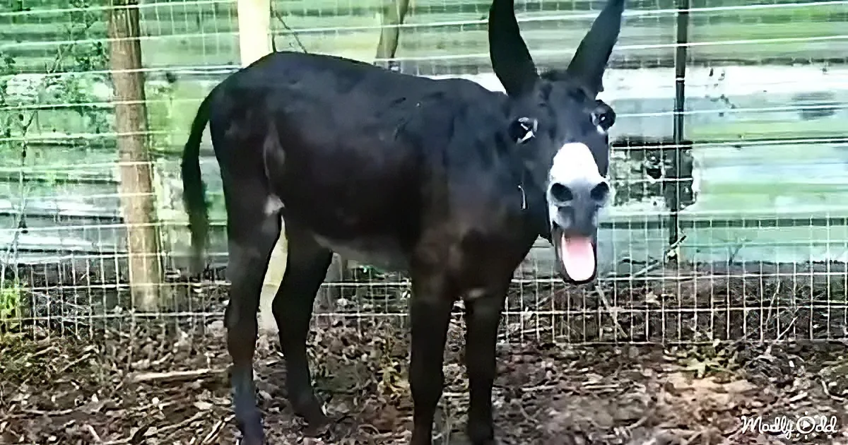 A donkey with a white muzzle and tongue sticking out stands in a fenced enclosure with dirt ground.