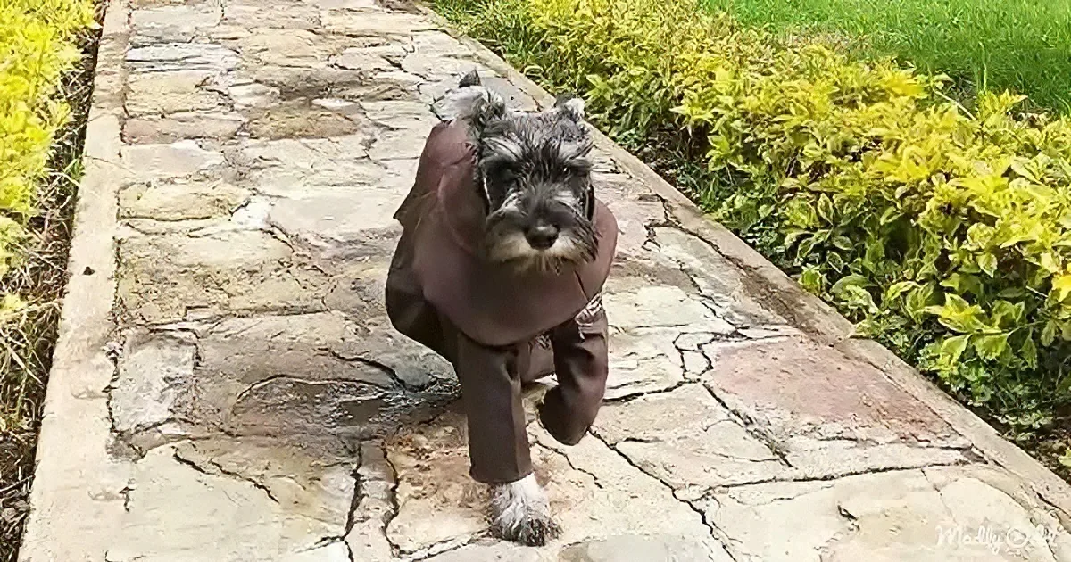A dog in a suit walks on a stone path surrounded by greenery.