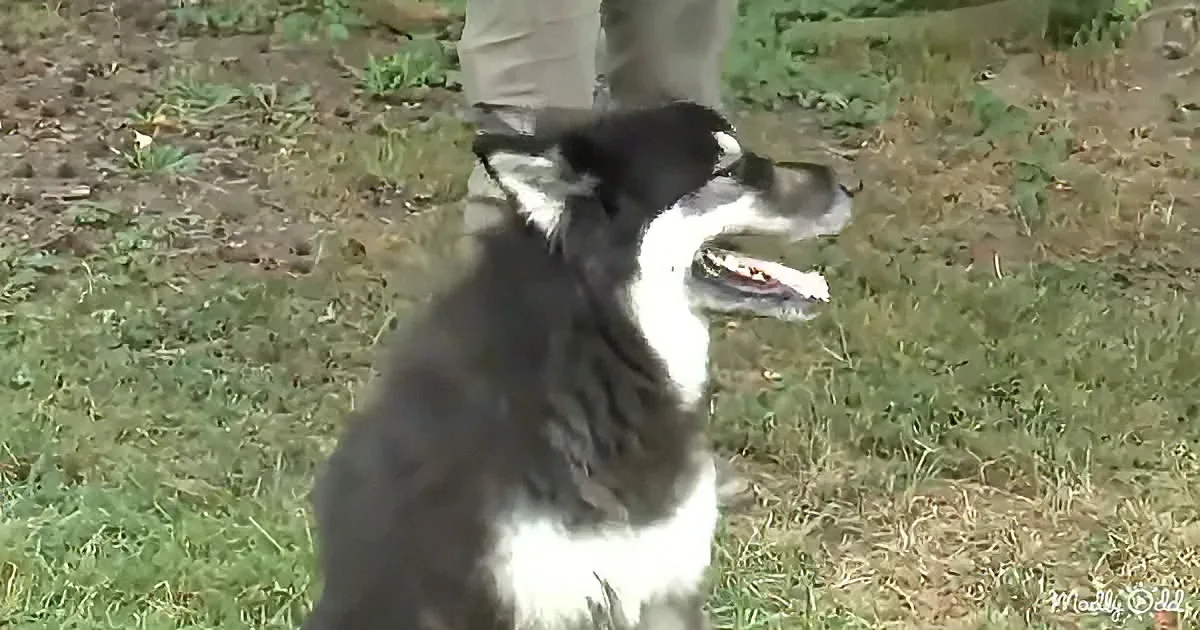 A black and white dog sits attentively on grass, looking up at a person standing nearby.