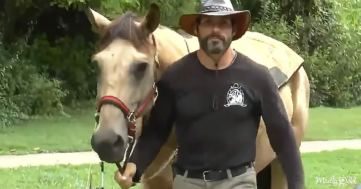 A man in a cowboy hat and black shirt walks a light brown horse in a grassy area.