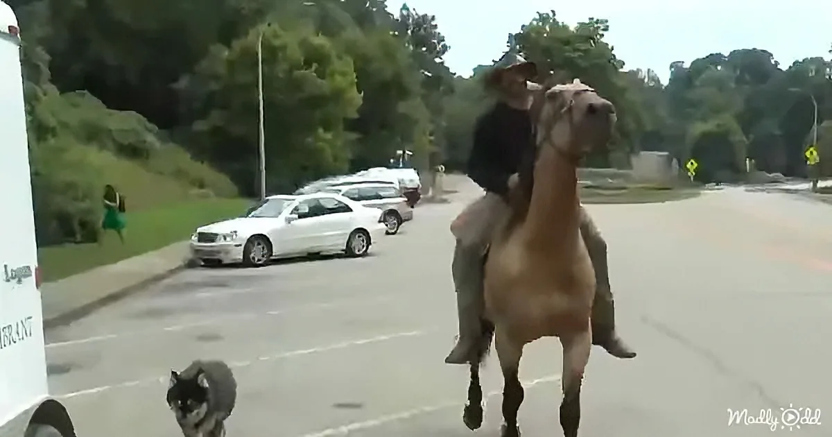A man rides a horse down a street, followed by a dog, with cars and trees in the background.